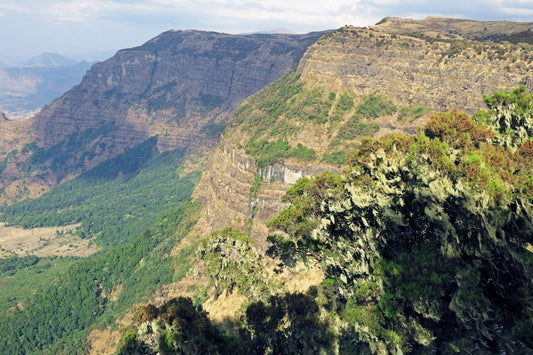 コーヒー豆の歴史はエチオピアから始まった｜味わうべき起源とその奥深さ